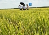 Hội nghị tham quan đầu bờ 3 mô hình sản xuất lúa giống tại Đại Lộc và Điện Bàn