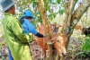 Cán bộ Trung tâm Kỹ thuật nông nghiệp huyện Đông Giang kiểm tra tình hình dịch bệnh trên đàn bò của một hộ gia đình. Ảnh: VA RA