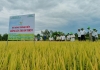Những năm qua, Quảng Nam đã hình thành được rất nhiều vùng liên kết sản xuất giống lúa hàng hóa. Ảnh: PV