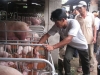 Phòng trừ dịch bệnh cho đàn gia súc, gia cầm ở Núi Thành: Thiếu nhân lực và kinh phí