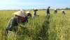 Thăng Bình ứng dụng KH-CN vào sản xuất lúa giống xác nhận: Thúc đẩy nông nghiệp phát triển bền vững