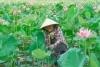 Nông dân xã Duy Sơn, huyện Duy Xuyên thu hoạch sen