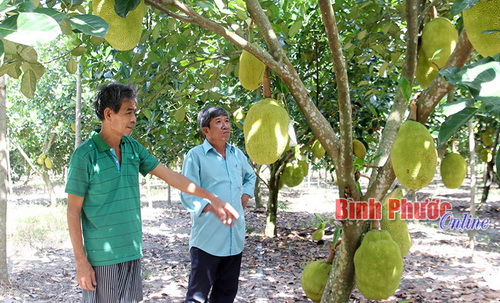Ông Nguyễn Văn Gặp (bìa trái) chia sẻ cách chăm sóc mít Thái lá bàng với ông Đoàn Văn Hải, Phó Chủ tịch Hội Nông dân thị trấn Chơn Thành.